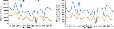 Spraying exogenous hormones alleviate impact of weak-light on yield by improving leaf carbon and nitrogen metabolism in fresh waxy maize